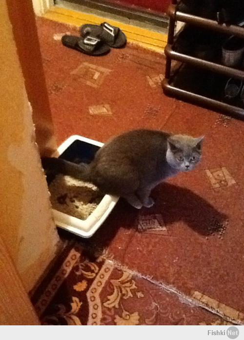 Если присмотреться, можно увидеть срущего кота.