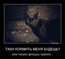 Одесские коты