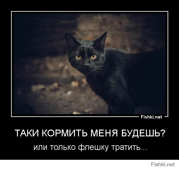 Одесские коты