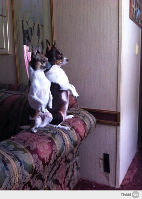 Животные, которые занимаются йогой лучше, чем вы