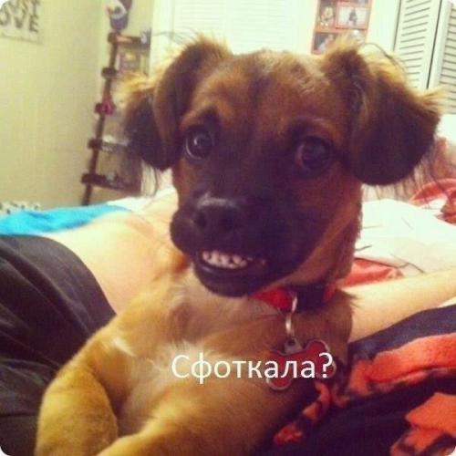 Сфоткай, типа я тут хозяин