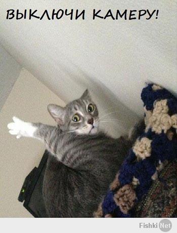 Обычный день обычного кота.