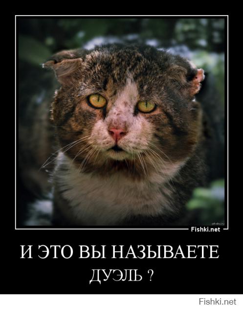 Кот против Лисы
