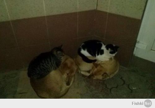 Кошки, спящие в странных местах