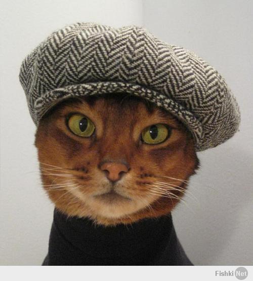 Кото-пост