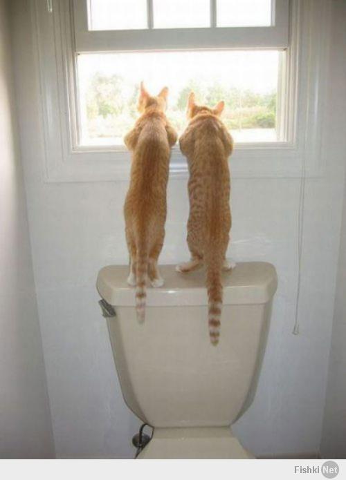 Кото-пост