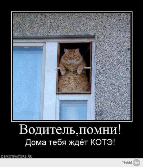 Кото-пост
