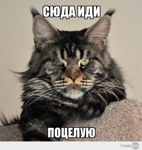 Кошачьи обнимашки
