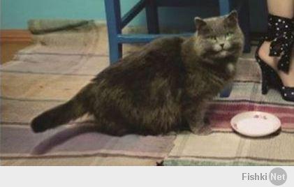 улыбчивый кот порадовал