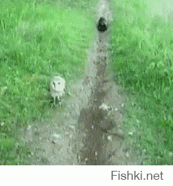 Понравилось: