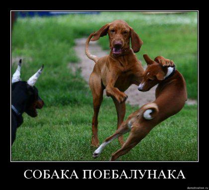Человек собаке друг