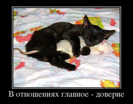 Берегитесь котов!