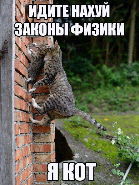 Берегитесь котов!