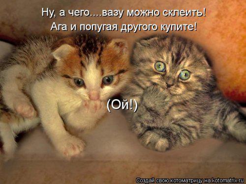 Берегитесь котов!
