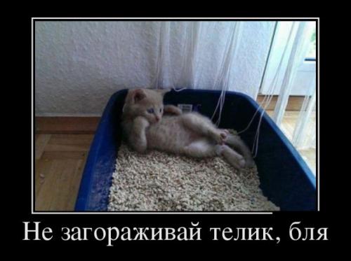 Берегитесь котов!
