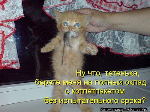 Берегитесь котов!