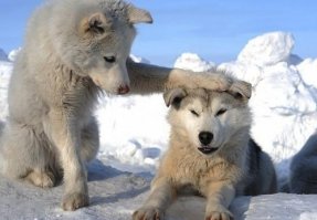 Собаки для поднятия настроения
