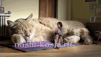 15 больших котов, которые не сомневаются в своей крутости