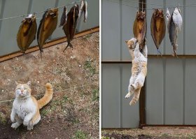 Коты, застуканные на месте преступления