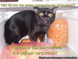 Коты, застуканные на месте преступления
