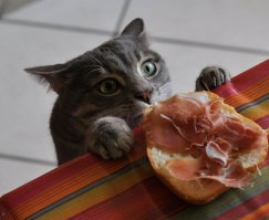 Коты, застуканные на месте преступления