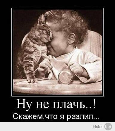 Небольшая Gif Подборка С Кошками Для Подъема Настроения