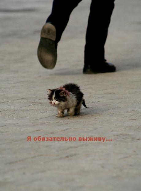 Берегитесь котов!