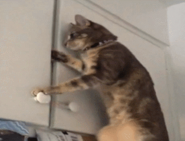 Эти забавные животные