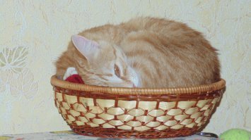 наша коробочница =)