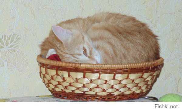 наша коробочница =)