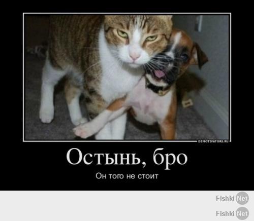 Кошки и собаки могут быть друзьями