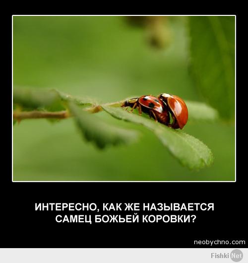 Божья коровка афоризм Божья коровка афоризм
