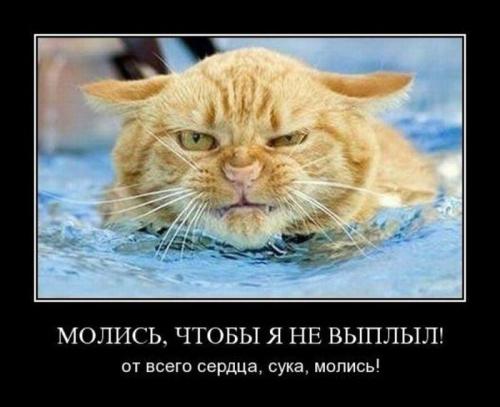 Берегитесь котов!