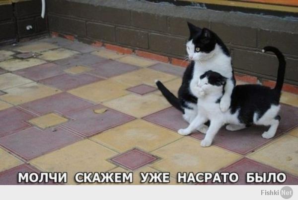 Небольшая Gif Подборка С Кошками Для Подъема Настроения