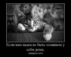 Кто в доме хозяин)