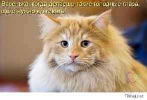 Животные, которые очень хотят, чтобы с ними поделились