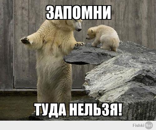 Забавные мишки