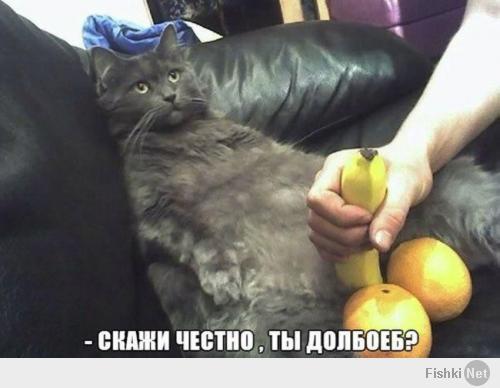 Котейки и пёсики