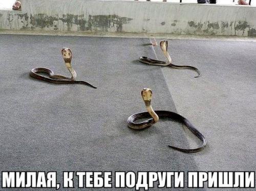 Фишкина солянка. Часть 51