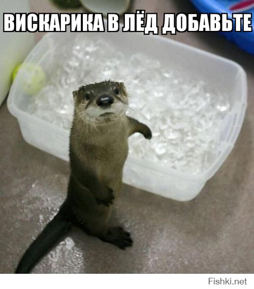 Картинки со смешными подписями