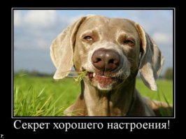 Собаки для поднятия настроения