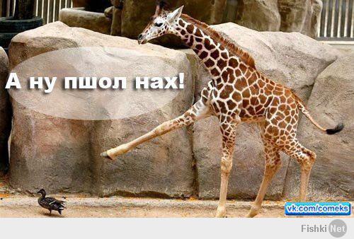 Решил покормить змею крысой