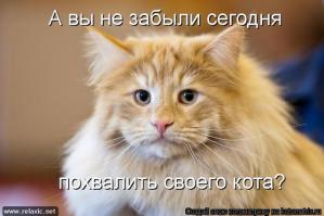 Смешные картинки с подписями