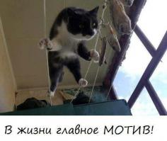 Картинки со смешными подписями