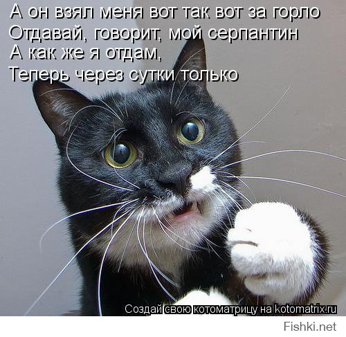 Котоматрицы на Новый год