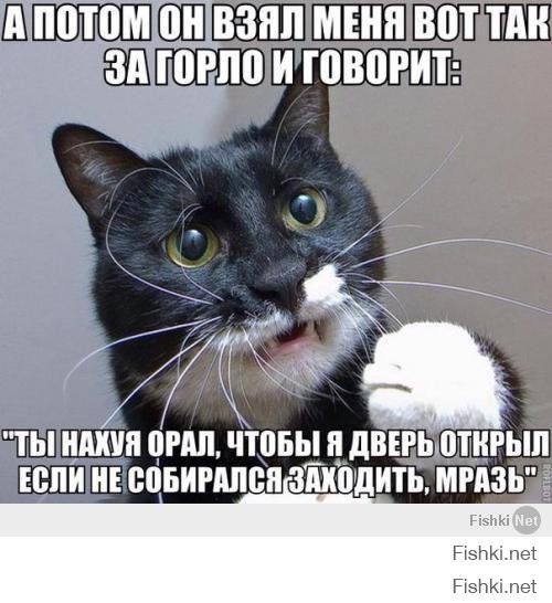 Смешные коты подборки