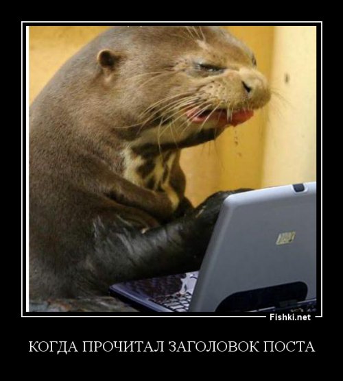 Животные решивших оседлать своих собратьев