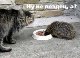 Кашак умнее!