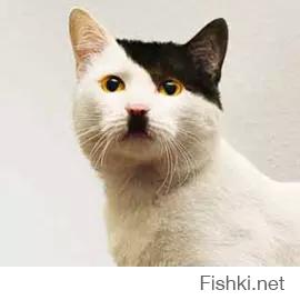 Удивленный взгляд котов ))))