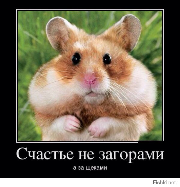 Щекастые хомяки